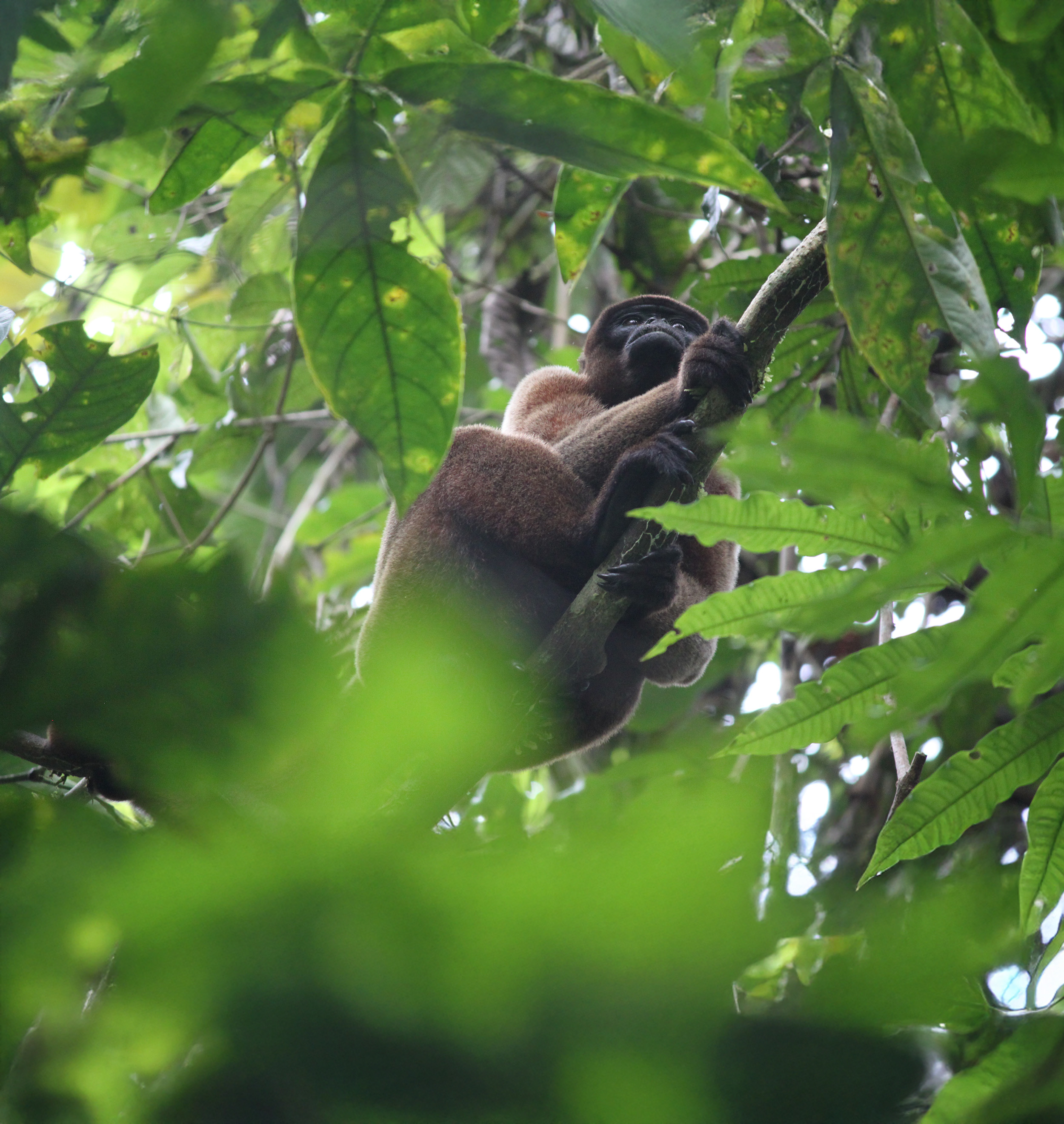 Monkey in Amazon rainforest